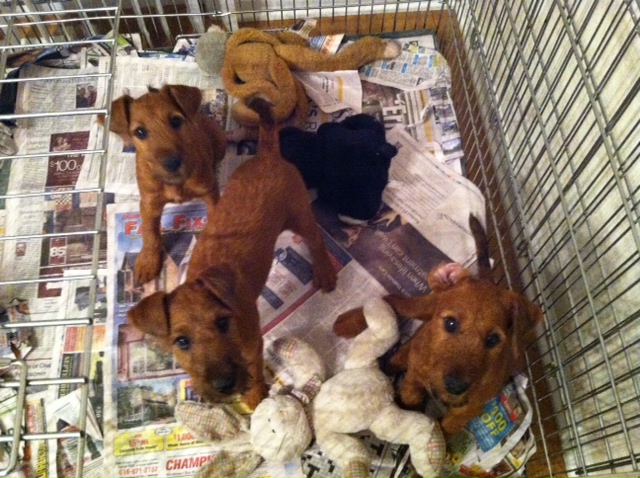 Pups